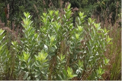 Crotalaria pulchra